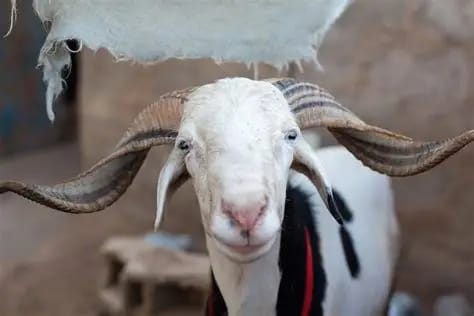 Sheep