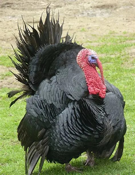 Turkey